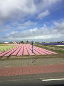 Holland 6