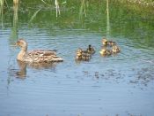 Well spotted by Under 12 Boys - Ducks!!!!!!!