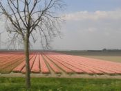Holland 2014