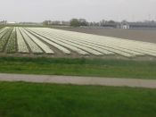 Holland 2014